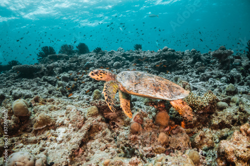 Sea turtle swimming among colorful tropical fish and coral reef in The Maldives, Indian Ocean