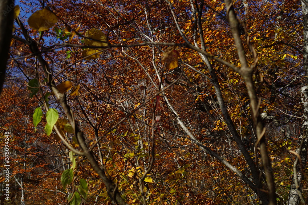 Beautiful autumn landscape in Northern Alps of Japan, Otari, Nagano. Beautiful autumn landscape in Northern Alps of Japan, Otari, Nagano.
