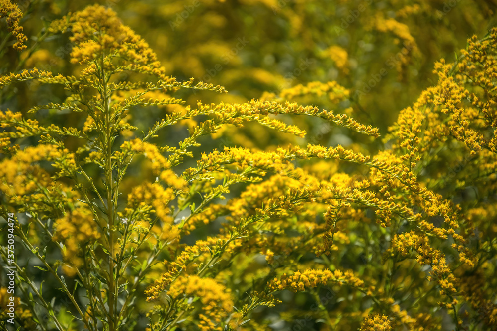 Goldenrod canadensis and sunny blooming summer garden Goldenrod canadensis and sunny blooming summer garden