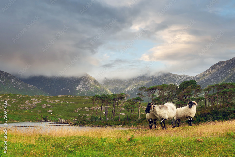 Three white sheep in foreground. Twelve pines island and scenic mountains in the background. Beautiful clouds over mountain peaks. Connemara area, county Galway, Ireland.