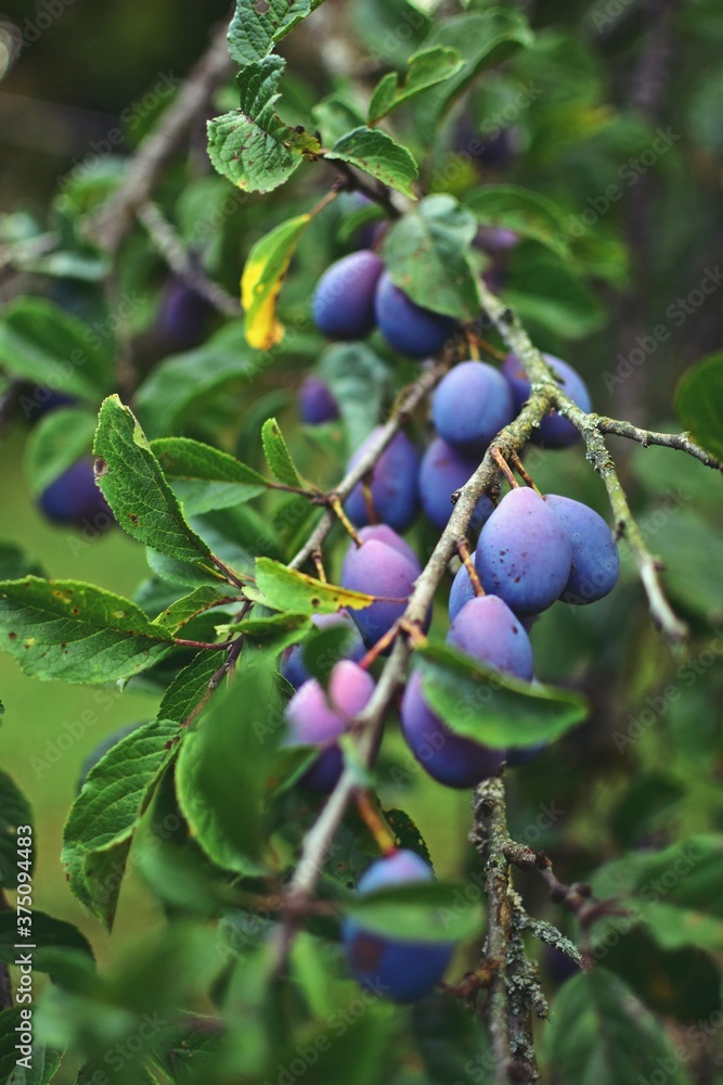ripe plums in the tree. prunus domestica fruits in the orchard ripe plums in the tree. prunus domestica fruits in the orchard