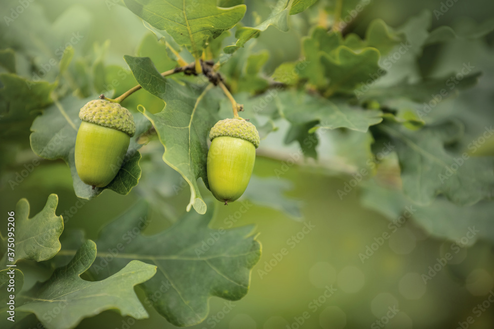 Obraz premium acorns on an oak branch in the forest, green oak seeds sing on the tree