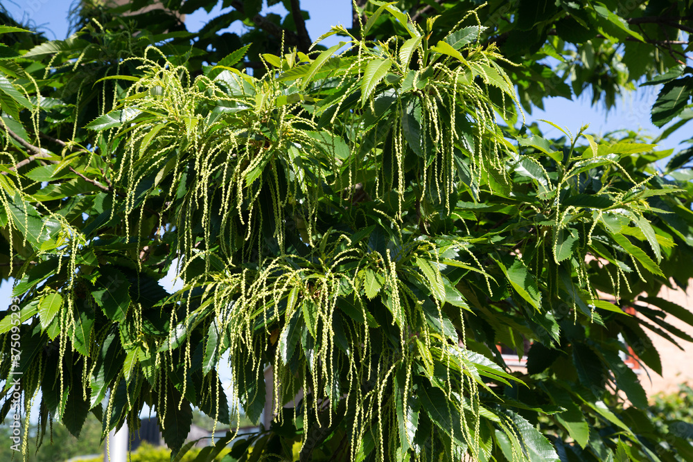 Sweet chestnut (Castanea sativa), strings with tiny flowers