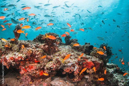 Fototapeta Naklejka Na Ścianę i Meble -  Underwater tropical reef scene, schools of small fish swimming together in blue water among colorful coral reef in The Maldives, Indian Ocean
