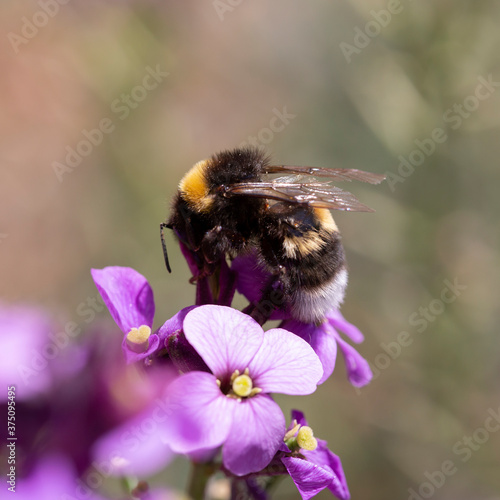 Buff-tailed bumblebee (Bombus terrestris) on Erysimum flowers