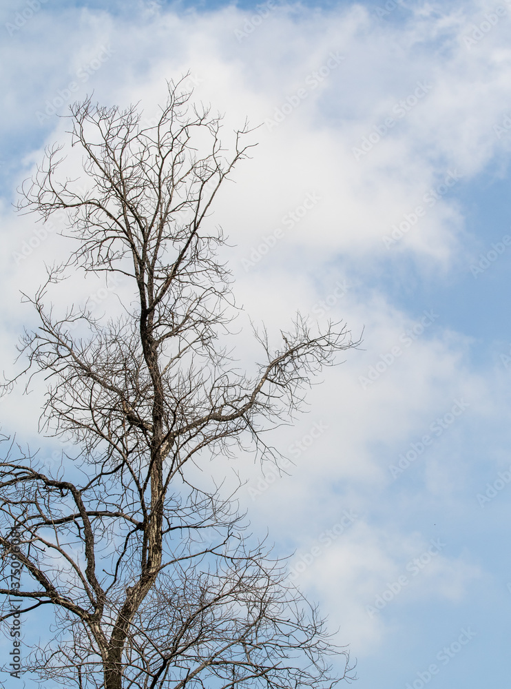 Dry tree branches against the blue sky. Dry tree branches against the blue sky.