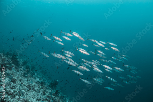 Underwater tropical reef scene  schools of small fish swimming together in blue water among colorful coral reef in The Maldives  Indian Ocean