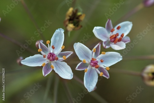 Butomus. Beautiful white flowers close up.