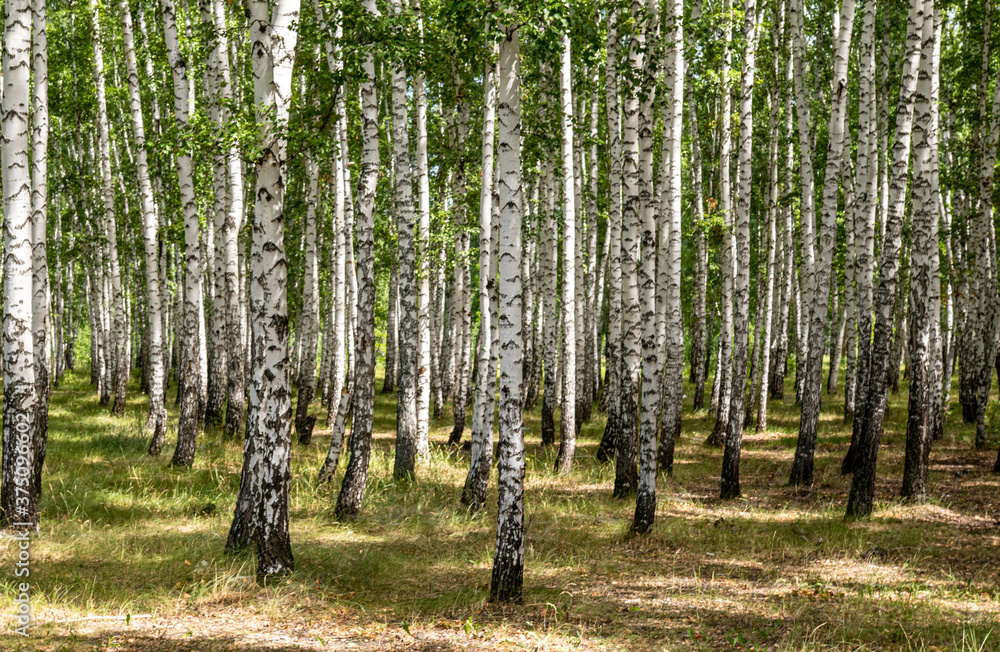 Fototapeta premium White birch trees, nature in the forest, summer.