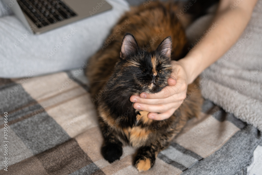 A man is working on a laptop on the bed, and a cat is lying next to him