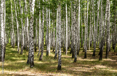 Fototapeta Naklejka Na Ścianę i Meble -  White birch trees, nature in the forest, summer.