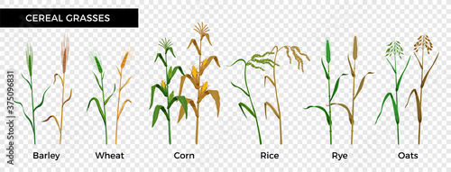 Cereal Grasses Flat Set