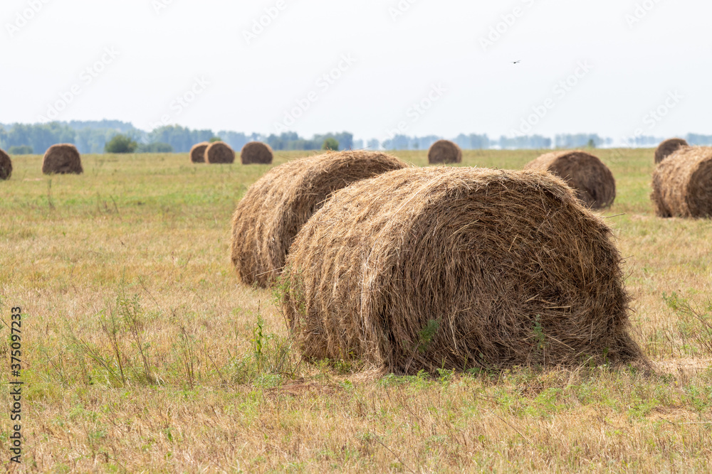 Hay in large bales on the field, nature.