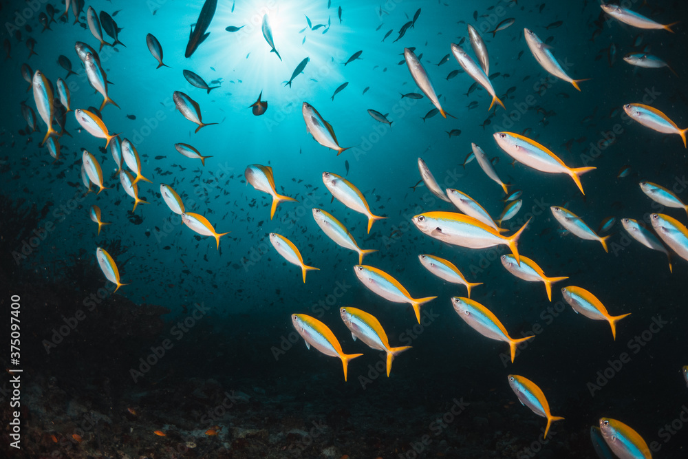 Underwater tropical reef scene, schools of small fish swimming together ...