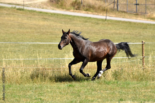 Alter American Quarter Horse Hengst