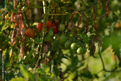 ripe tomatoes in the garden. Solanum lycopersicum with droplets in the morning. unripe vegetables