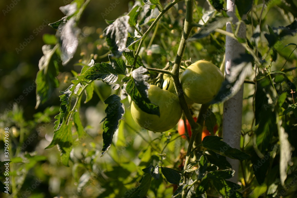 ripe tomatoes in the garden. Solanum lycopersicum with droplets in the morning. unripe vegetables ripe tomatoes in the garden. Solanum lycopersicum with droplets in the morning. unripe vegetables