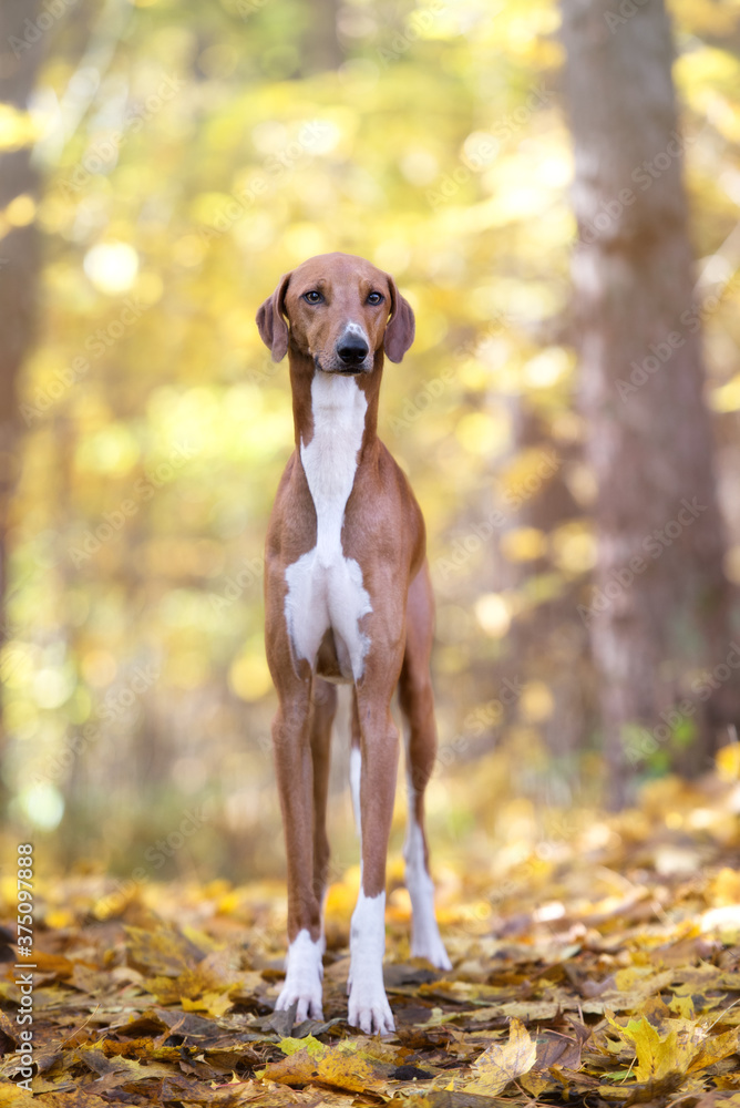 beautiful azawakh dog portrait outdoors in autumn