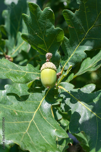 Green acorn on a tree with oak leaves.