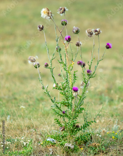 Thistle plant in a field in dry grass.