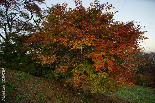Autumn color tree called KAEDE  in the beautiful green field of Japan