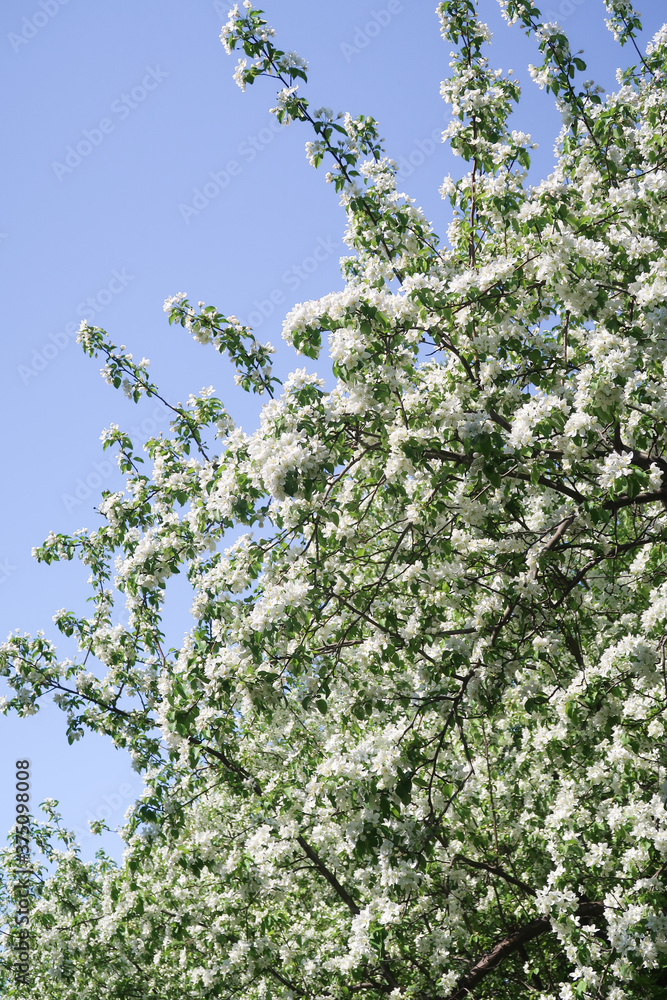 Spring landscape, branches of white flowers of fruit trees on a background of blue sky. Spring landscape, branches of white flowers of fruit trees on a background of blue sky.