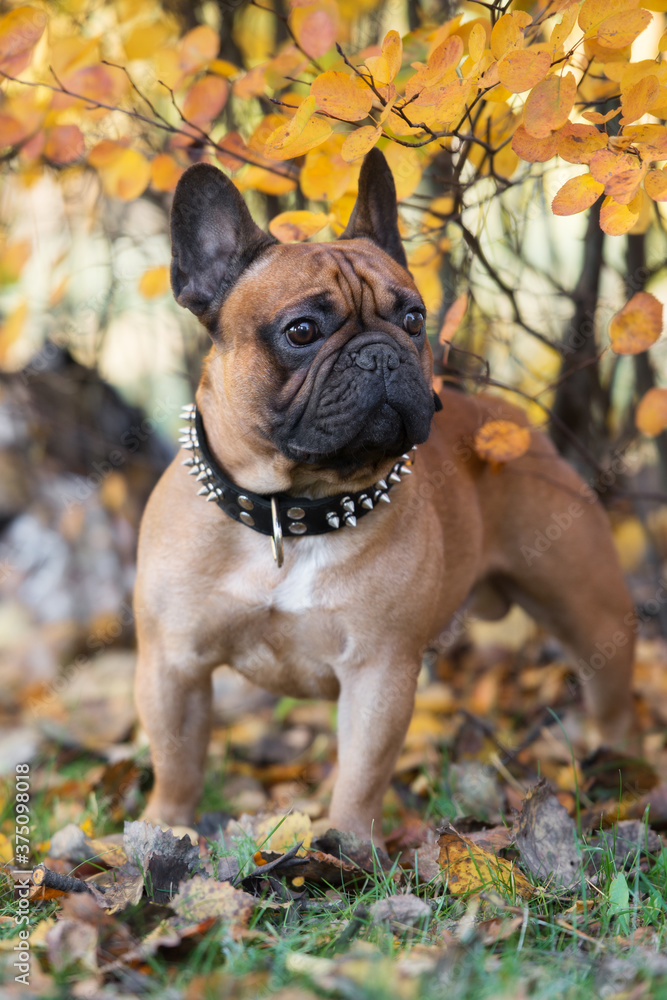 french bulldog dog portrait outdoors in autumn