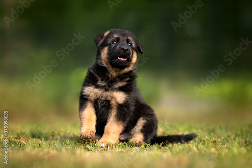 german shepherd puppy sitting outdoors in summer