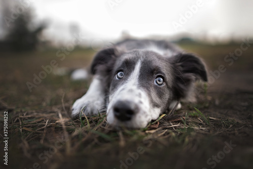 sad border collie puppy lying down outdoors