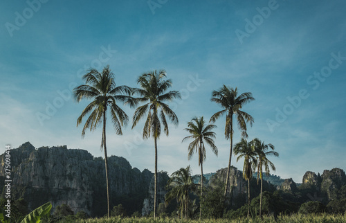 Palm Tree at Baan Mung , Noen Maprang district , Phitsanulok © devilway666