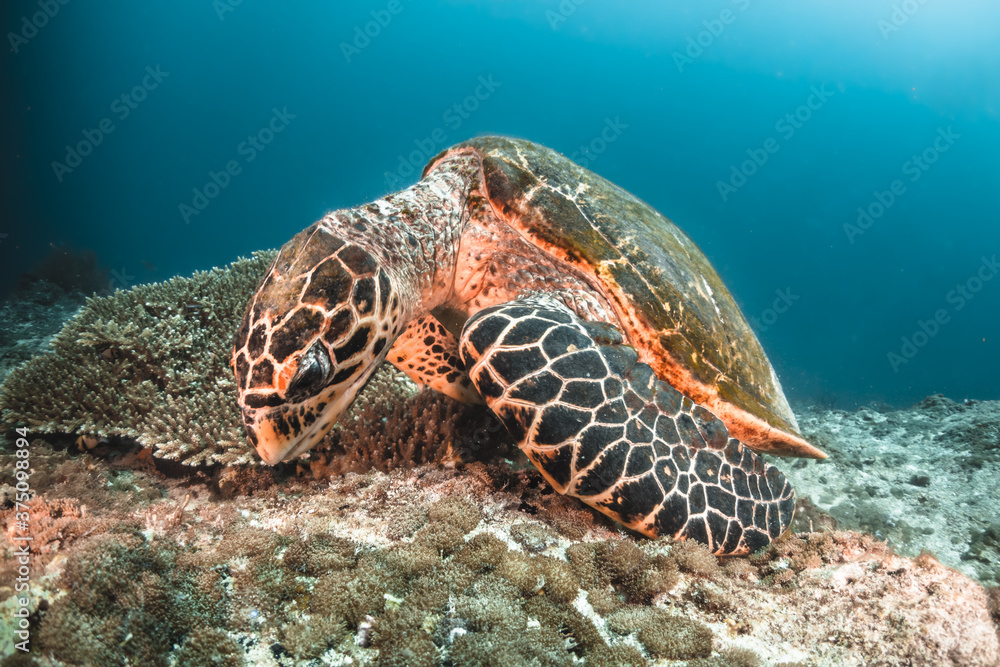Fototapeta premium Sea turtle swimming among colorful tropical fish and coral reef in The Maldives, Indian Ocean
