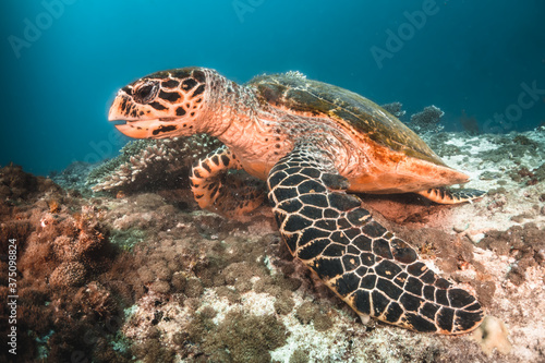 Sea turtle swimming among colorful tropical fish and coral reef in The Maldives, Indian Ocean