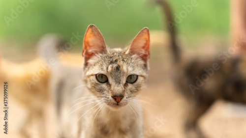 Photography Closeup shot of a cat