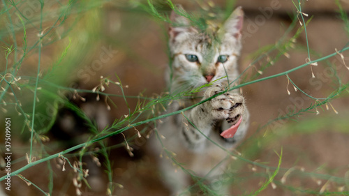 Photography Closeup shot of a cat