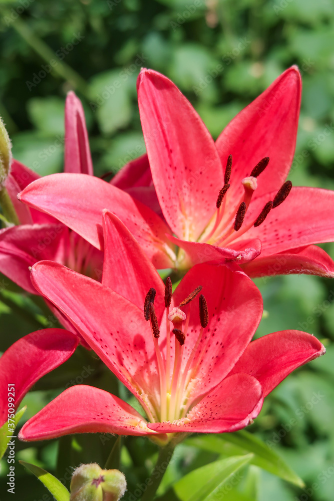 Wild orange tiger lily growing along, background, natural, fresh, petals, nature. Wild orange tiger lily growing along, background, natural, fresh, petals, nature.