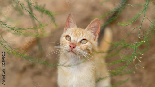 Canvas Print Closeup shot of a cat
