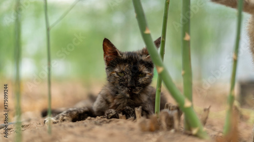 Canvas Print Closeup shot of a cat
