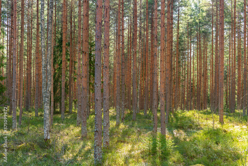 Young pine forest in Sweden in yellow spring sunlight Young pine forest in Sweden in yellow spring sunlight