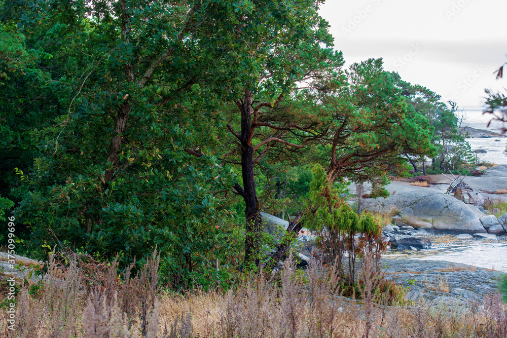 Fototapeta premium trees on the shore