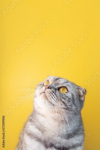 Portrait of a gray in black striped Scottish Fold cat with yellow eyes close-up on a yellow background. Cute funny curious pet. © Ольга Холявина