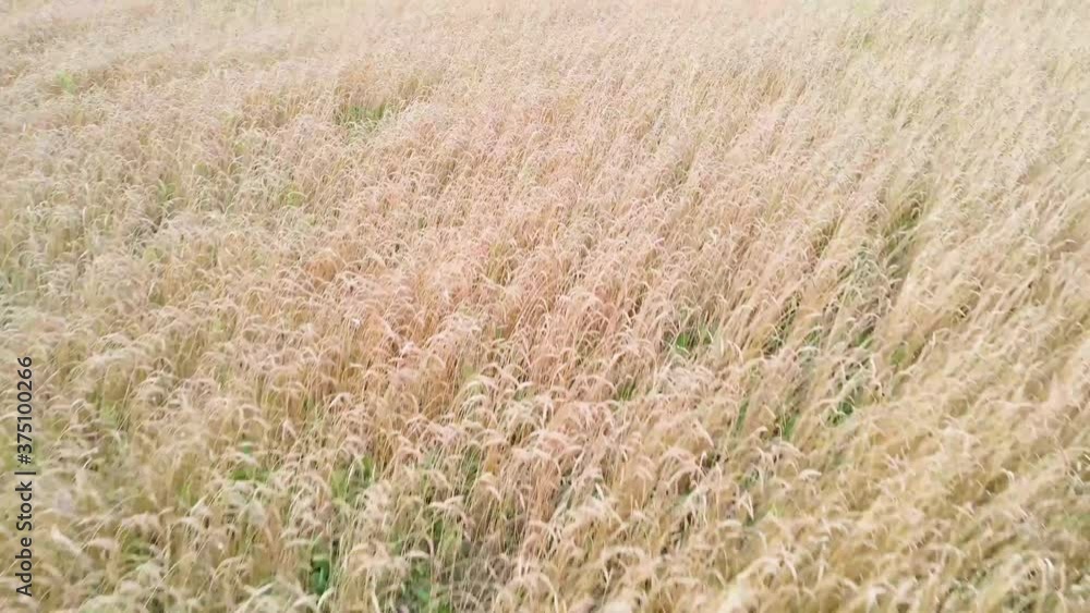 Drone flight over wheat field on summer day Drone flight over wheat field on summer day