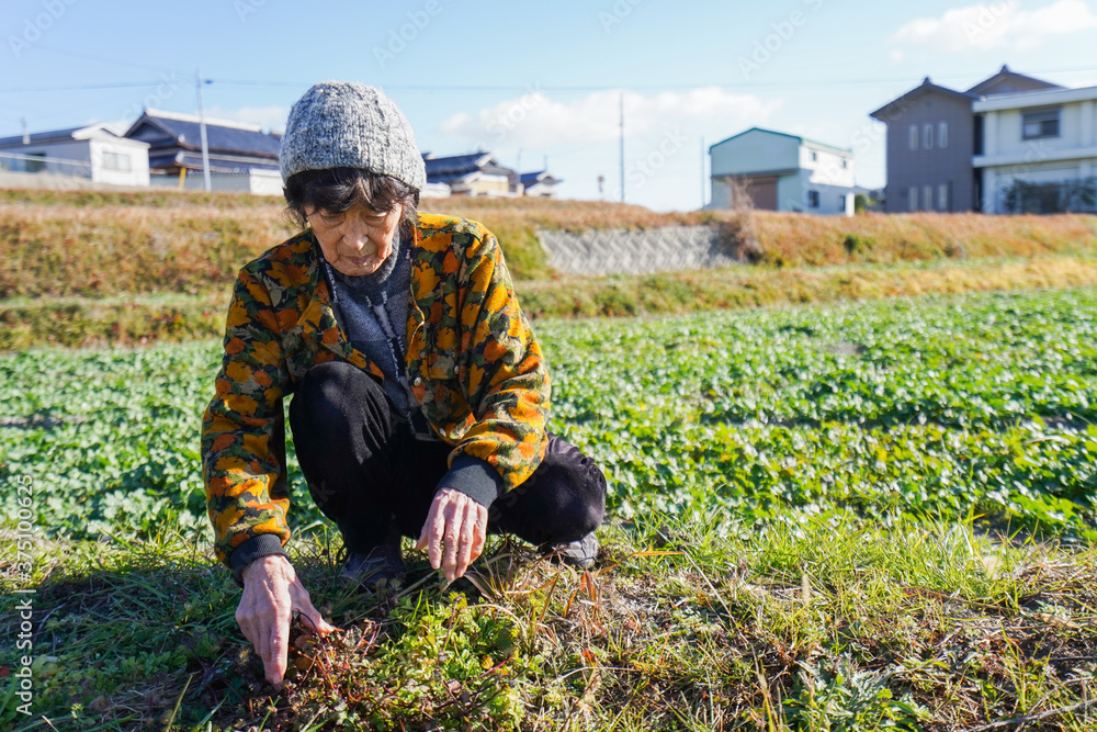Fototapeta premium 草抜きをする高齢の女性