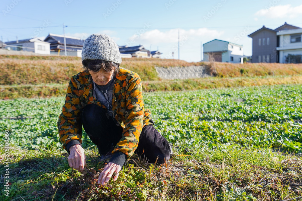 Fototapeta premium 草抜きをする高齢の女性