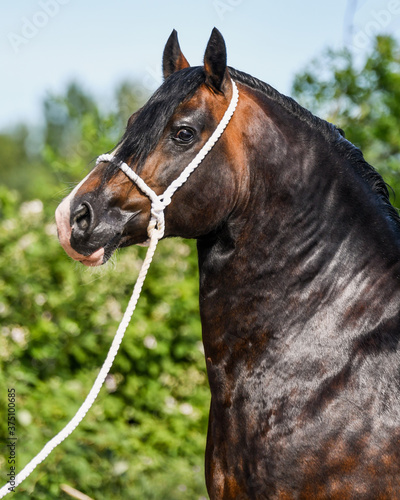 Brown Welsh Cob stallion Brynsir mab-y-Brenin by Crugybar Mabon Mai x Cwmdafydd Mille by Trevallion Gambler with a natural green background
