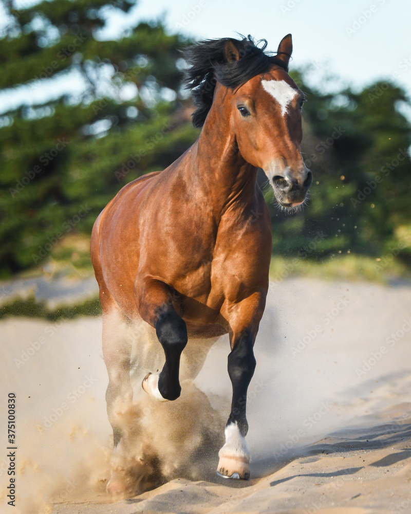 Welsh Cob gelding cantering in the sand with natural green background in summer Welsh Cob gelding cantering in the sand with natural green background in summer