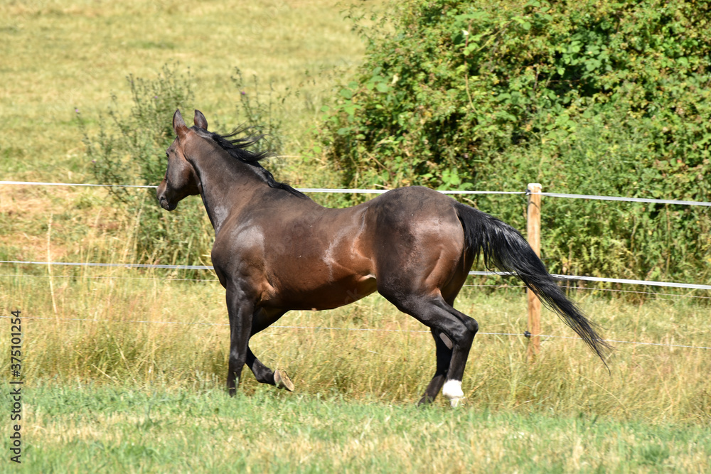 Alter American Quarter Horse Hengst Alter American Quarter Horse Hengst