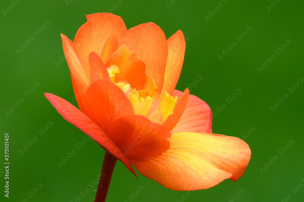Obraz premium Begonia flower. Detail of colorful petals in orange red- yellow. Isolated on green background, side view.