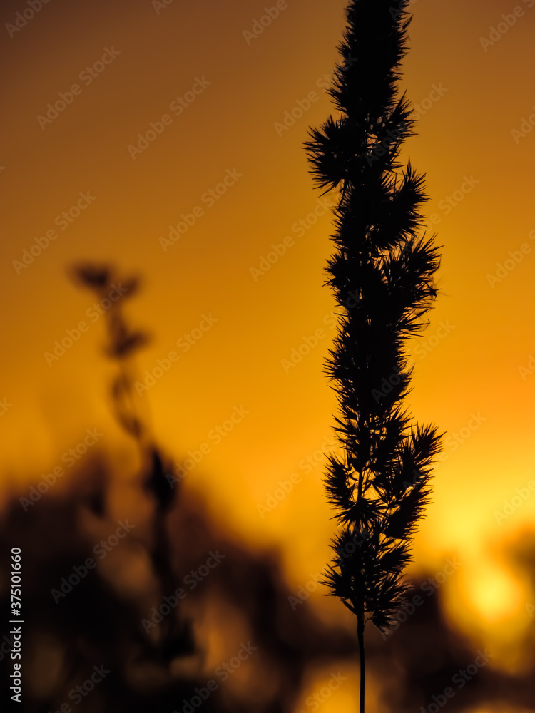 Silhouette of a spikelet at sunset Silhouette of a spikelet at sunset