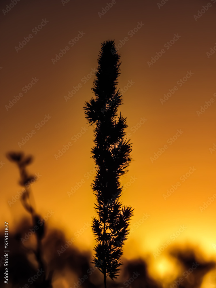 Silhouette of a spikelet at sunset