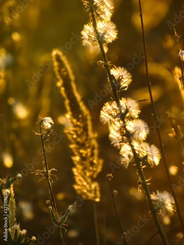 Beautiful wild flower in the steppe